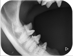 blog dentale rontgen